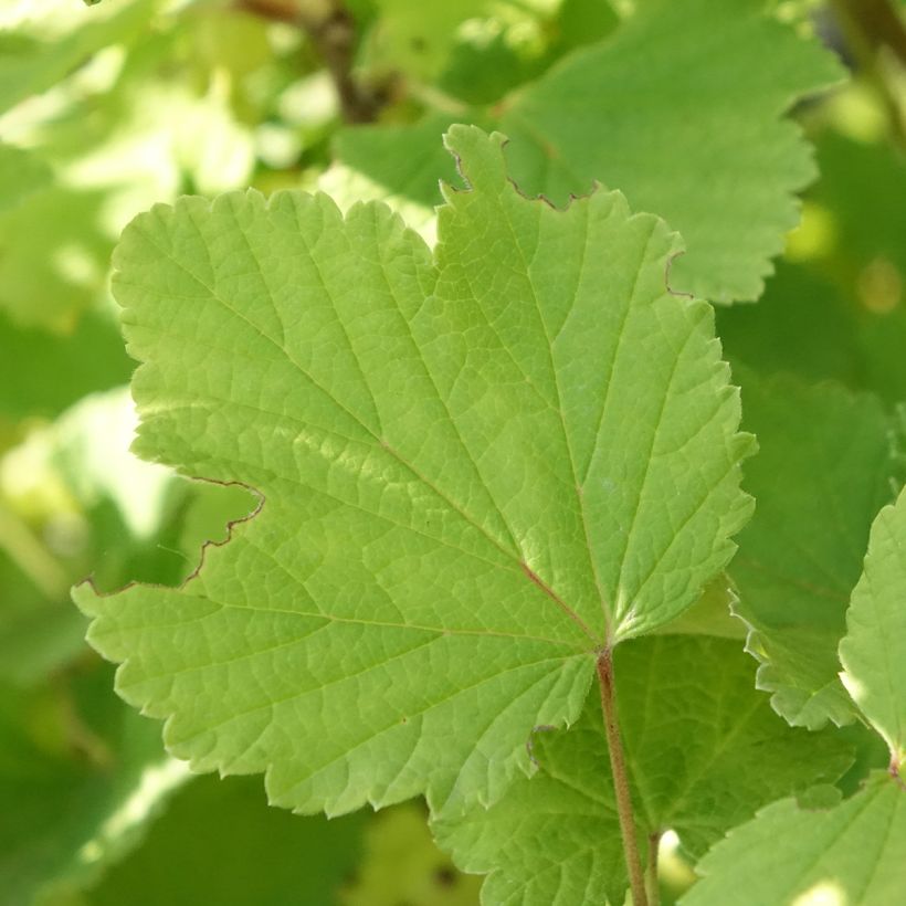 Groselheira-vermelha Blanka Bio - Ribes rubrum (Folhagem)