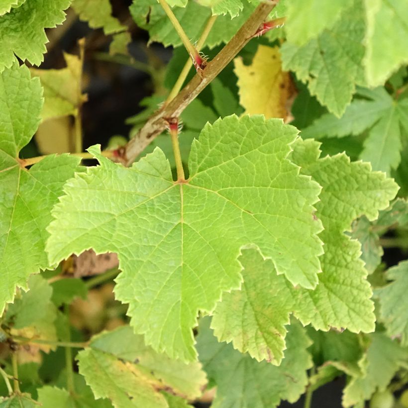 Groselheira-vermelha Blanka - Ribes rubrum (Folhagem)
