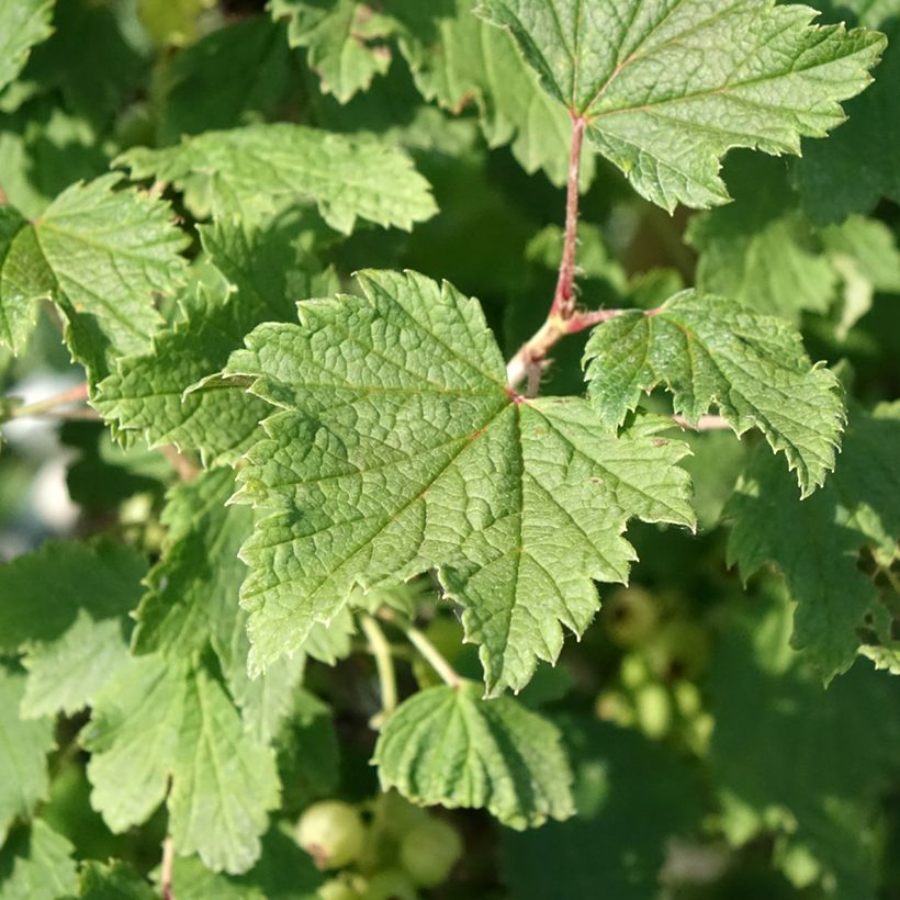 Groselheira-branca Weiße aus Jüterbog - Ribes rubrum (Folhagem)
