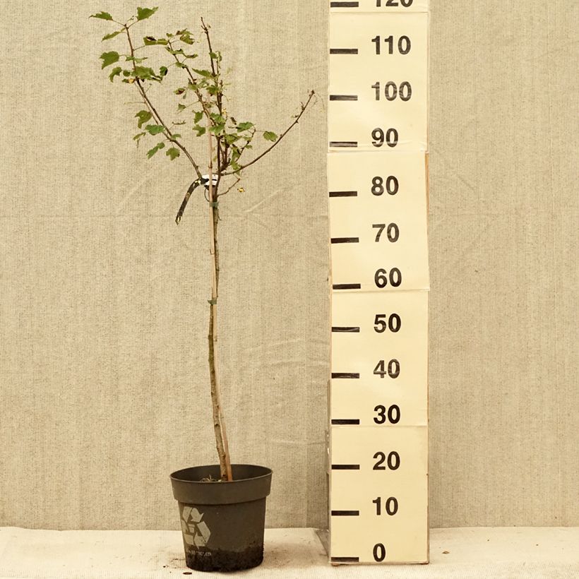 Amostra de Groselheira-branca Weiße aus Jüterbog - Ribes rubrum Vaso de 6 L/7 L, Haste tal como entregue no verão
