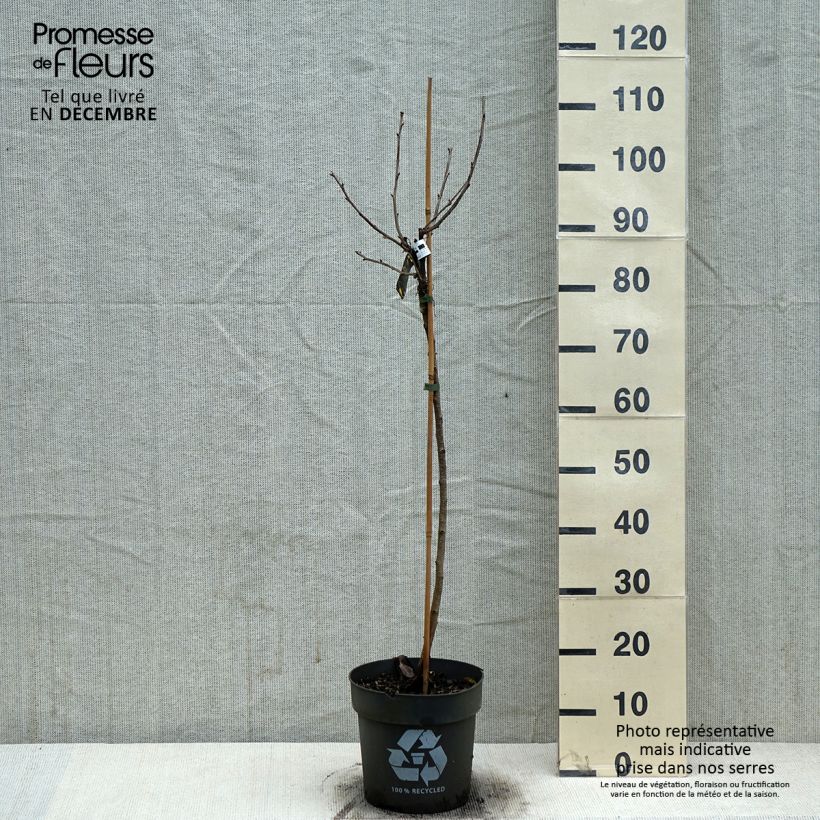 Amostra de Groseillier à grappes blanches Weisse aus Jüterbog Vaso de 6 L/7 L tal como entregue no inverno