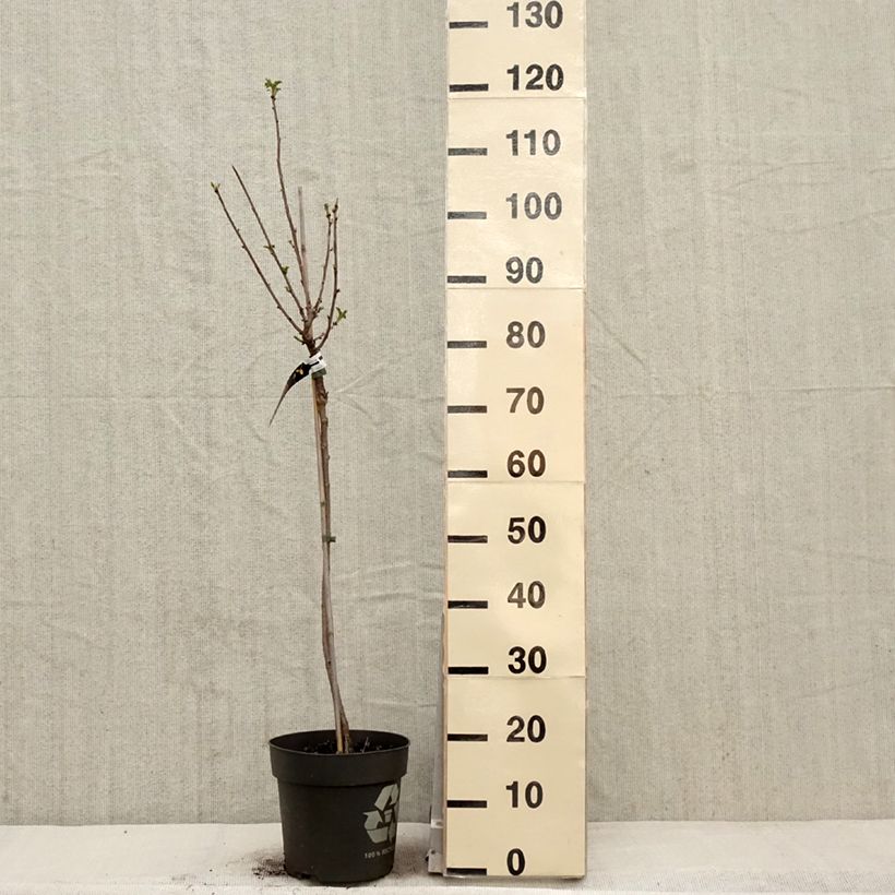 Amostra de Groselheira-branca Weiße aus Jüterbog - Ribes rubrum Vaso de 6 L/7 L, Haste tal como entregue na primavera