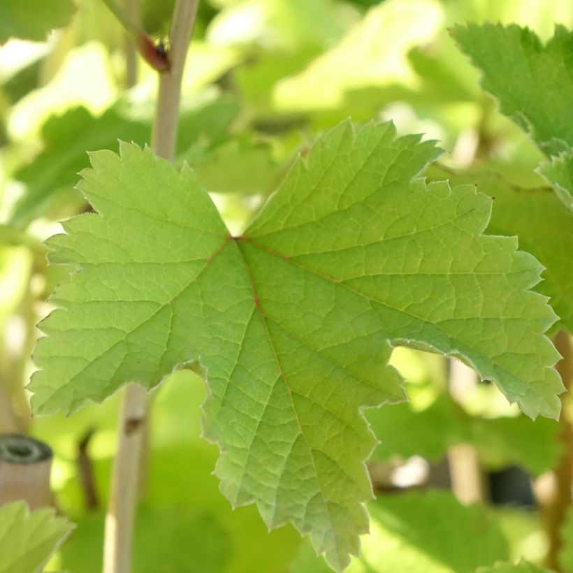 Groselheira-branca Werdavia - Ribes rubrum (Folhagem)