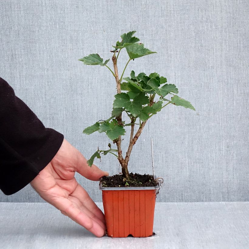 Amostra de Groselheira-branca Zitavia - Ribes rubrum Vaso de 8/9 cm tal como entregue no outono
