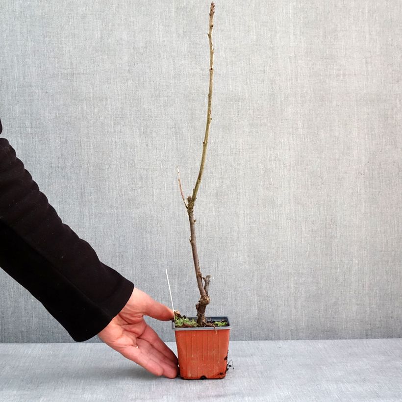 Amostra de Groseillier à grappes blanches Zitavia Vaso de 8/9 cm tal como entregue no inverno