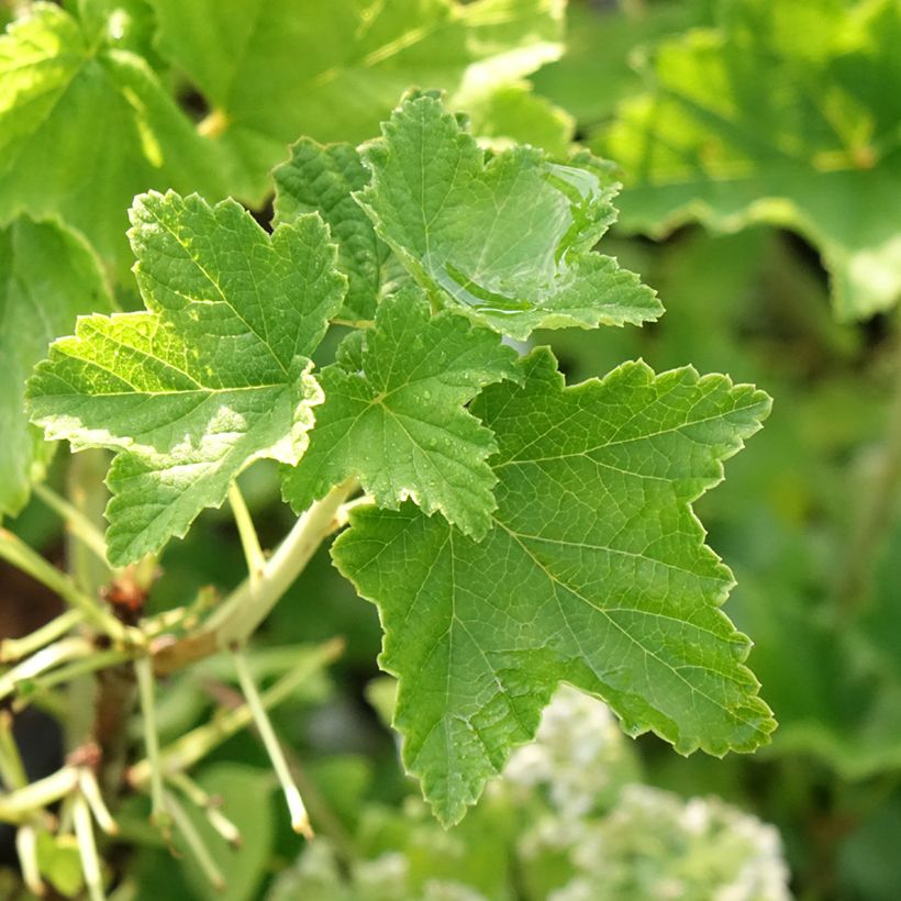 Groselheira-branca Zitavia - Ribes rubrum (Folhagem)