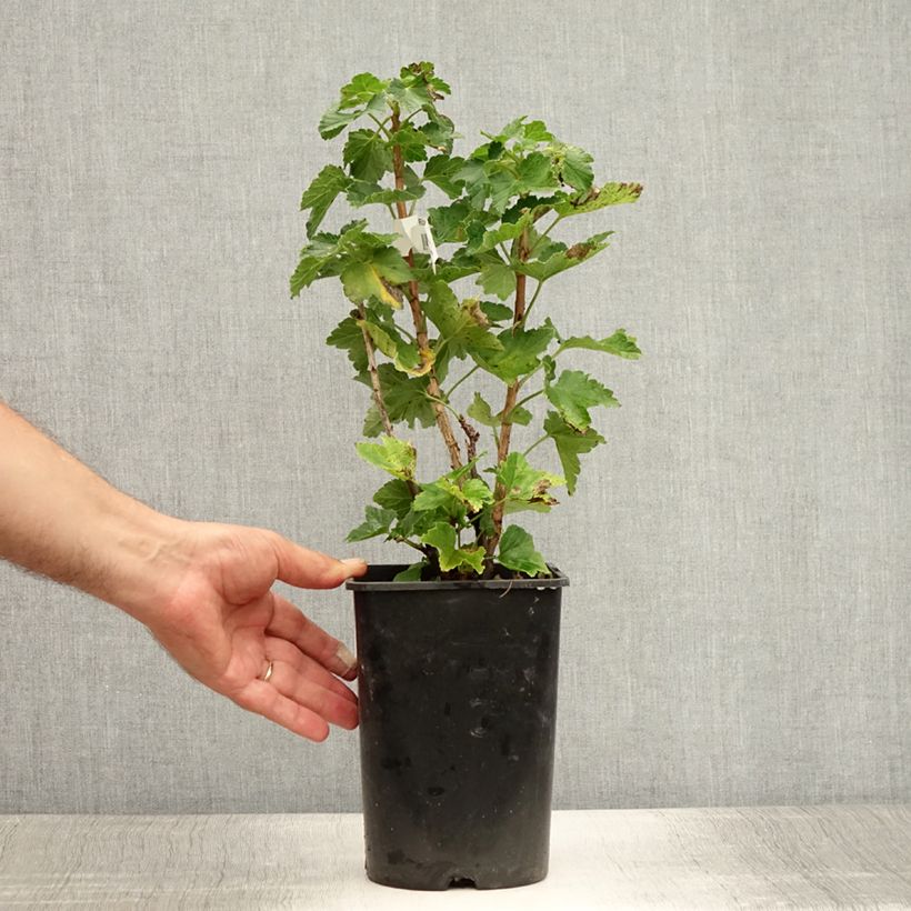 Amostra de Groselheira-branca Zitavia - Ribes rubrum Vaso de 2 L/3 L, Tufo tal como entregue no verão