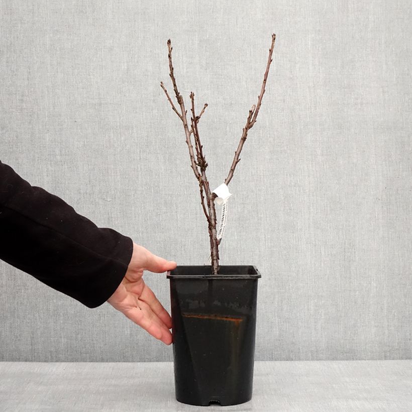 Amostra de Groseillier à grappes blanches Zitavia Vaso de 2 L/3 L, Tufo tal como entregue no inverno