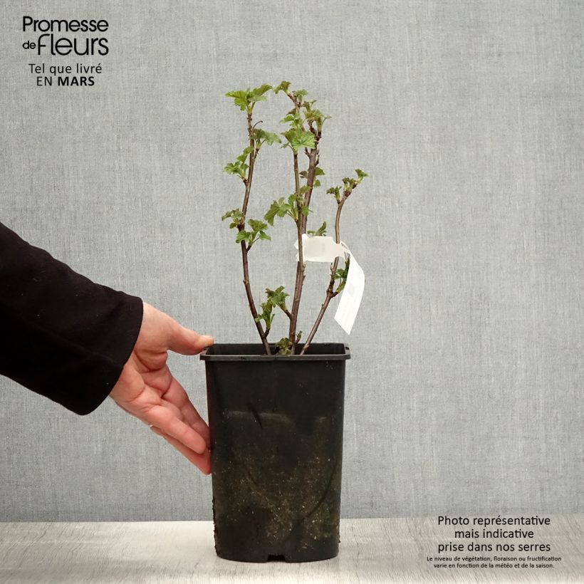 Amostra de Groselheira-branca Zitavia - Ribes rubrum Vaso de 2 L/3 L, Tufo tal como entregue na primavera