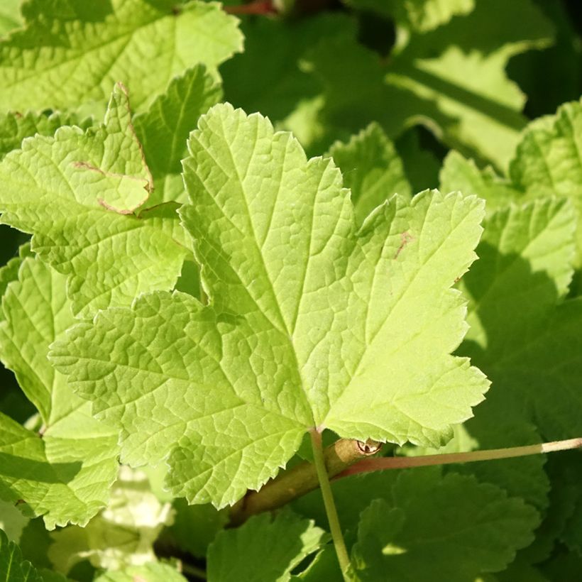 Groselheira-vermelha Jonkheer van Tets - Ribes rubrum (Folhagem)