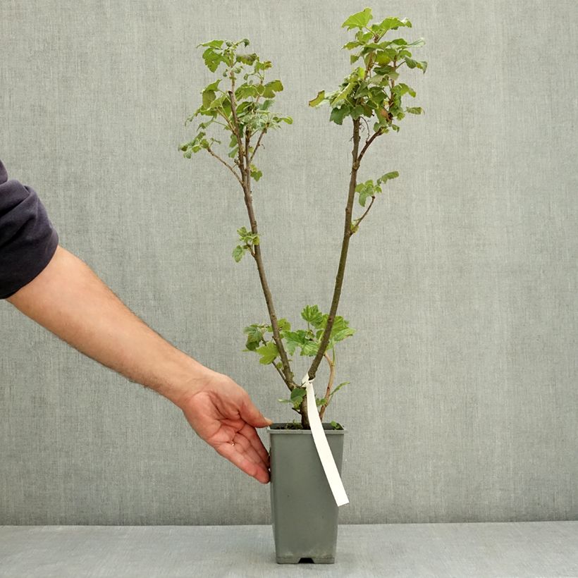 Amostra de Groseillier à grappes Jonkheer van Tets Pot de 1,5L/2L, Buisson tal como entregue no verão
