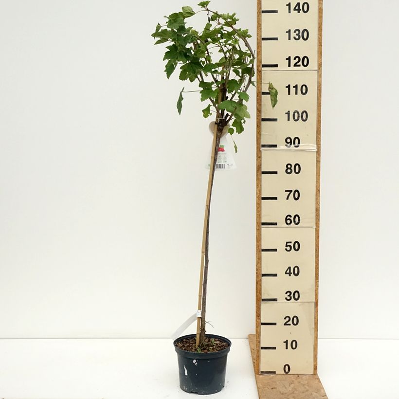 Amostra de Groselheira-vermelha Jonkheer van Tets - Ribes rubrum Vaso de 1,5 L/2 L, Haste tal como entregue no verão