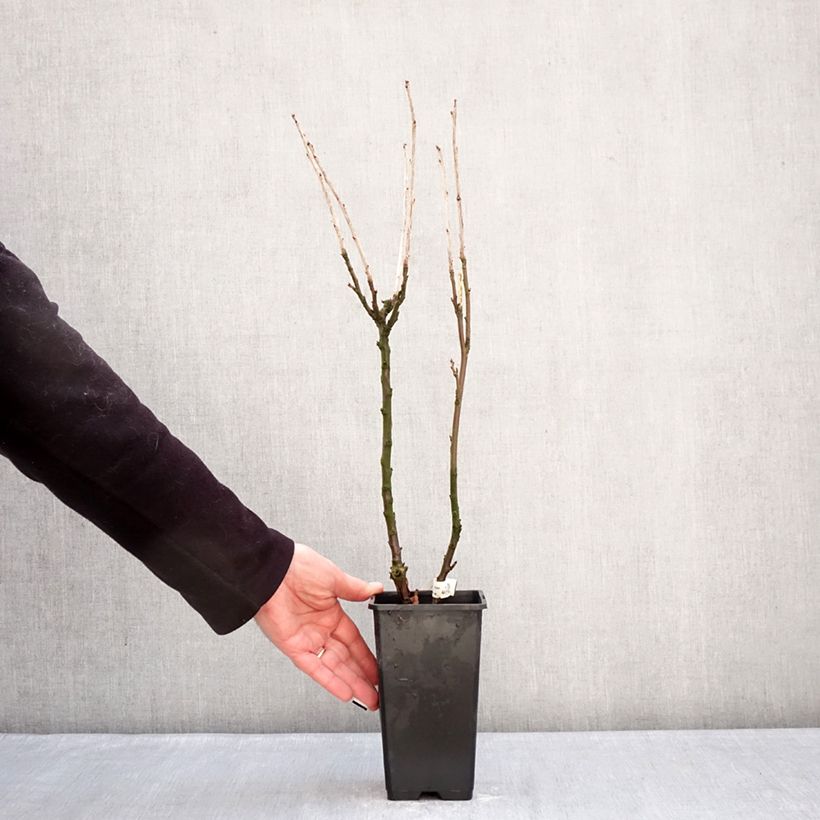 Amostra de Groseillier à grappes Jonkheer van Tets Vaso de 1,5 L/2 L tal como entregue no inverno