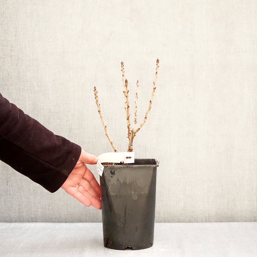 Amostra de Groselheira-vermelha Junifer - Ribes rubrum Vaso de 2 L/3 L, Arbusto tal como entregue no inverno