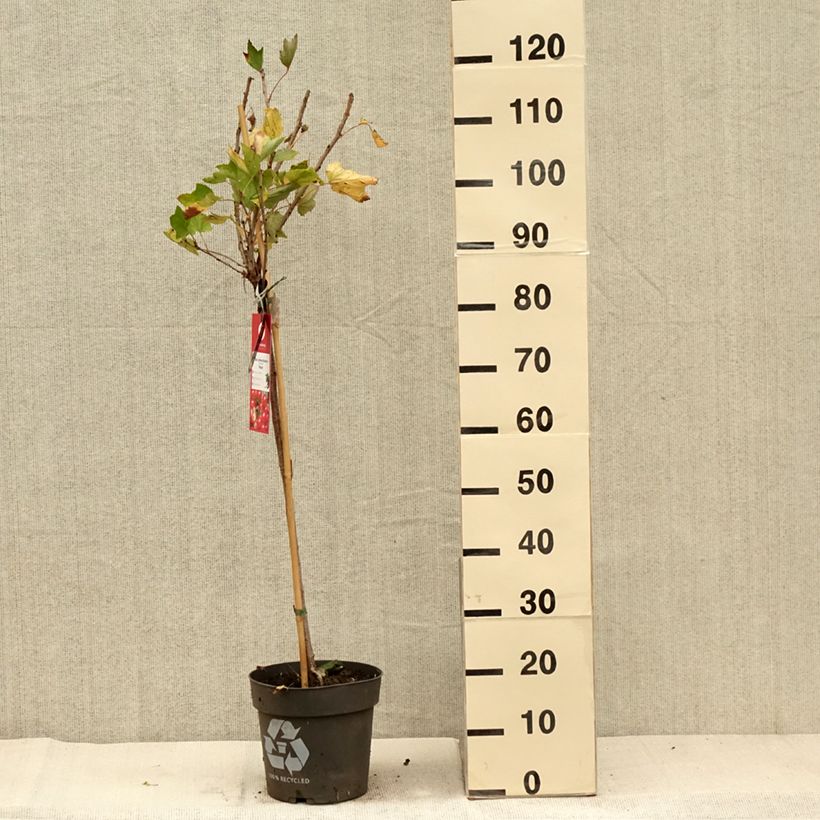 Amostra de Groselheira-vermelha Rolan - Ribes rubrum Vaso de 6 L/7 L, Haste tal como entregue no outono