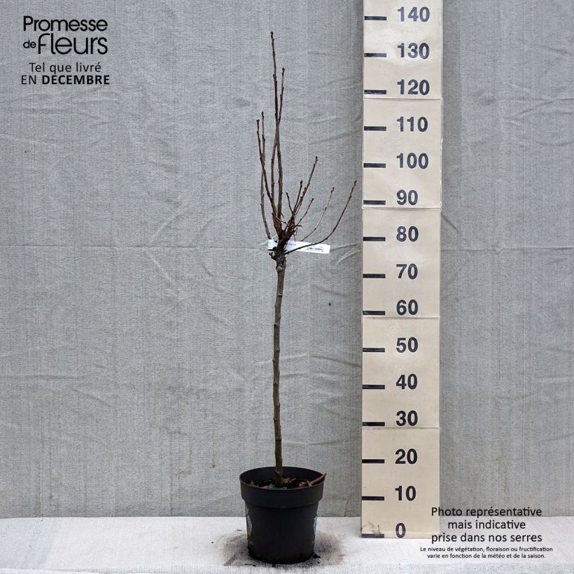 Amostra de Groseillier à grappes Rolan Vaso de 6 L/7 L tal como entregue no inverno