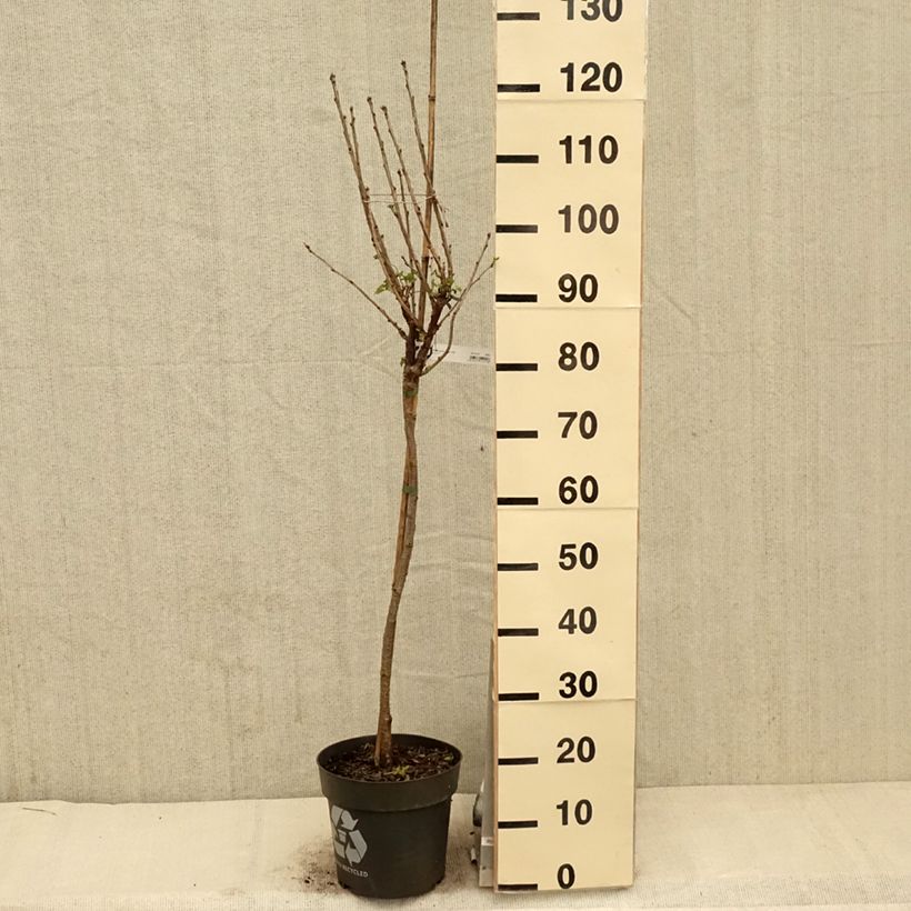 Amostra de Groselheira-vermelha Rolan - Ribes rubrum Vaso de 6 L/7 L, Haste tal como entregue na primavera