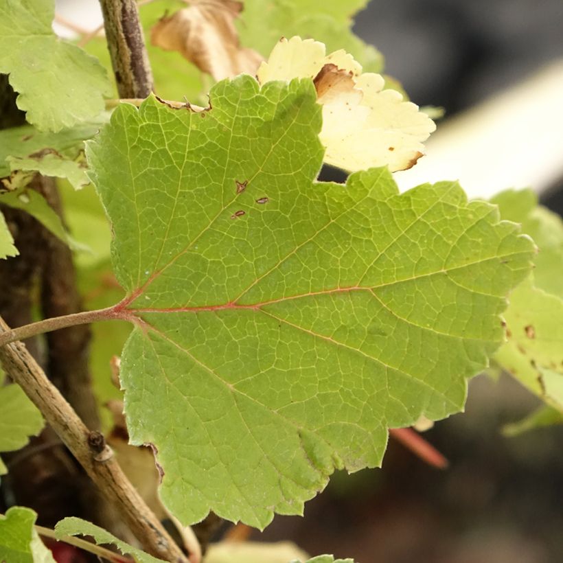 Groselheira-vermelha Rolan - Ribes rubrum (Folhagem)