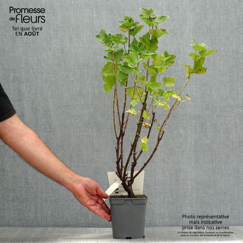 Amostra de Groselheira-vermelha Delbard Giganta - Ribes rubrum Vaso de 2 L/3 L tal como entregue no verão