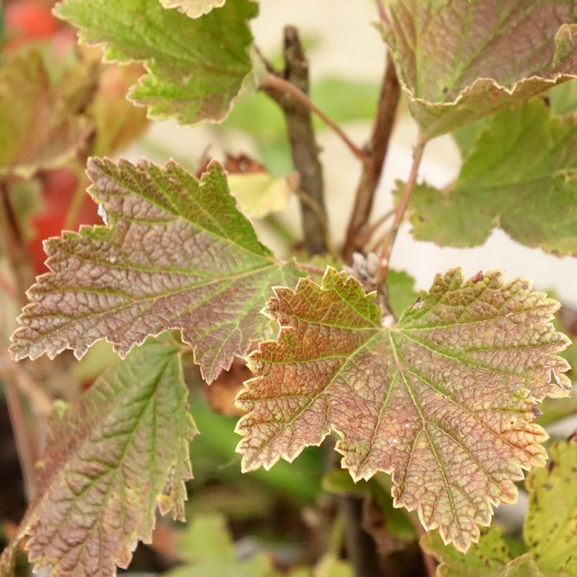 Groselheira-vermelha Delbard Giganta - Ribes rubrum (Folhagem)