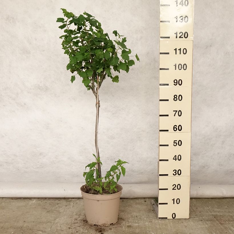 Amostra de Groselheira-vermelha Delbard Giganta - Ribes rubrum Vaso de 7,5 L/10 L, 1/4 de haste tal como entregue no verão