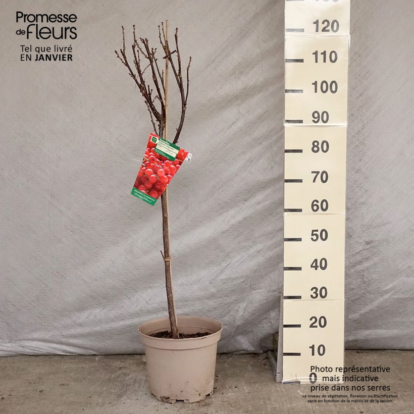 Amostra de Groseillier à grappes rouges Delbard Giganta - Ribes rubrum Vaso de 7,5 L/10 L, 1/4 de haste tal como entregue no inverno