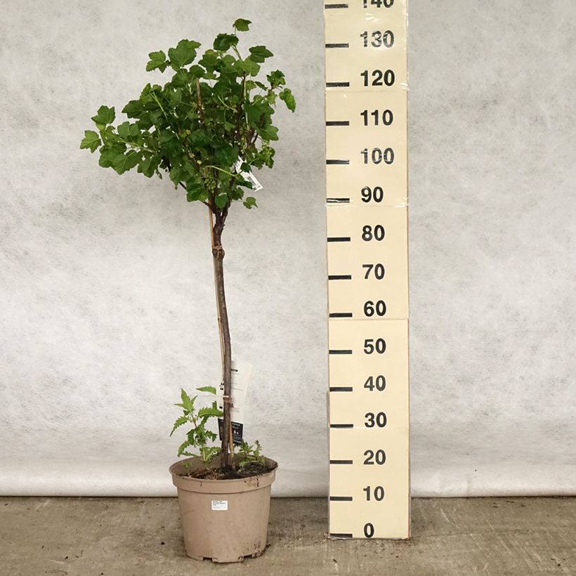 Amostra de Groselheira-vermelha Delbard Giganta - Ribes rubrum Vaso de 7,5 L/10 L, 1/4 de haste tal como entregue na primavera