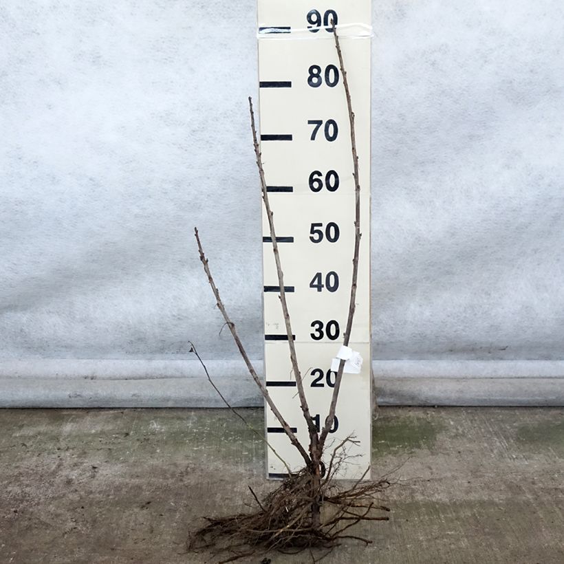 Amostra de Groseillier à grappes rouges Delbard Giganta - Ribes rubrum Raízes nuas, Arbusto tal como entregue no inverno