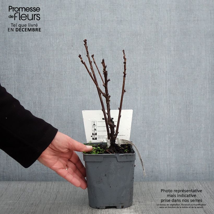 Amostra de Groselheira-vermelha Premiere Groseille Raisin Deltir - Ribes rubrum Vaso de 2 L/3 L tal como entregue no outono