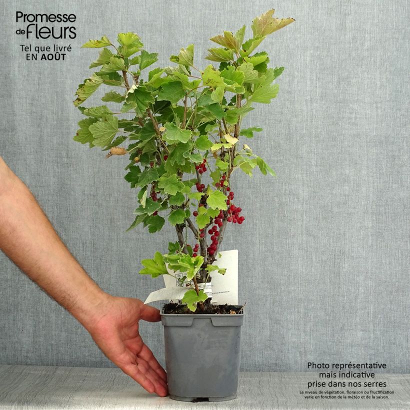 Amostra de Groselheira-vermelha Premiere Groseille Raisin Deltir - Ribes rubrum Vaso de 2 L/3 L tal como entregue no verão