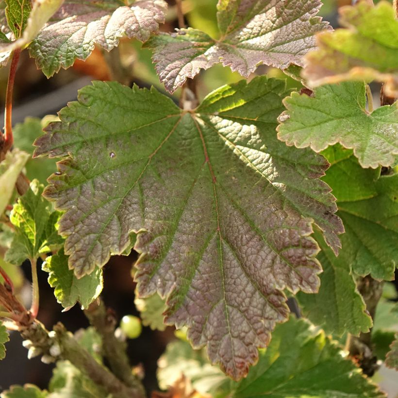 Groselheira-vermelha Premiere Groseille Raisin Deltir - Ribes rubrum (Folhagem)