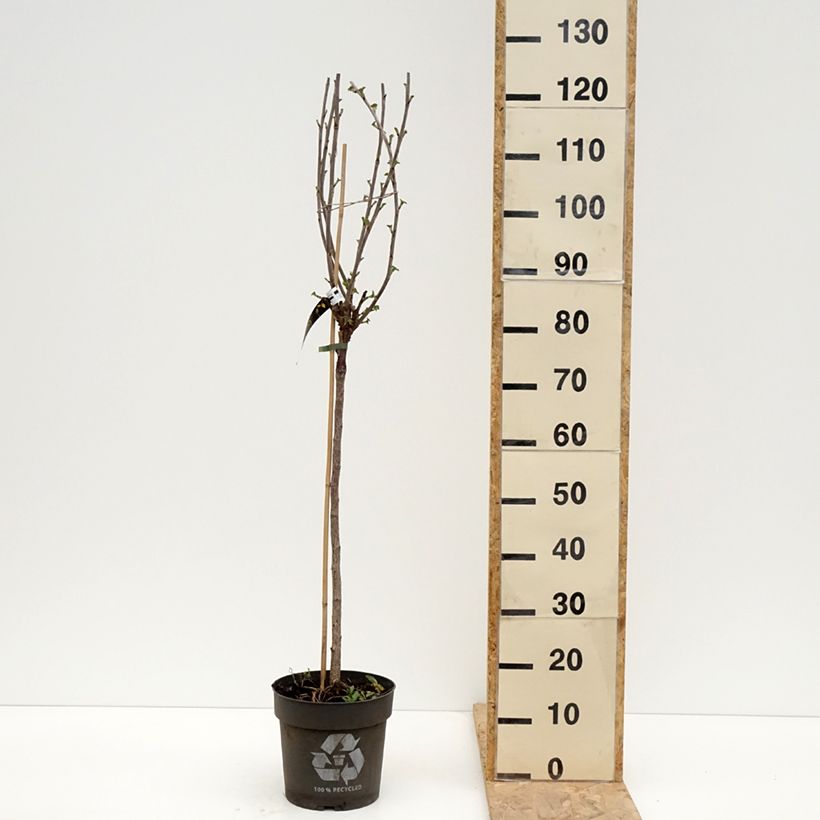 Amostra de Groselheira-vermelha Babette - Ribes rubrum Vaso de 6 L/7 L, Haste tal como entregue na primavera