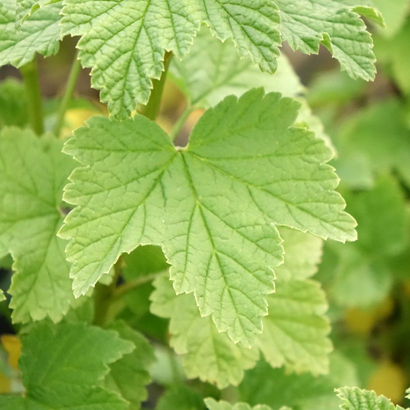 Groselheira-vermelha Lisette - Ribes rubrum (Folhagem)