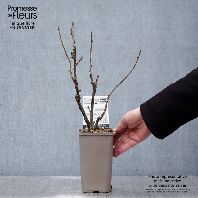 Amostra de Groseillier à grappes rouges Ribest Lisette Pot de 1,5L/2L tal como entregue no inverno
