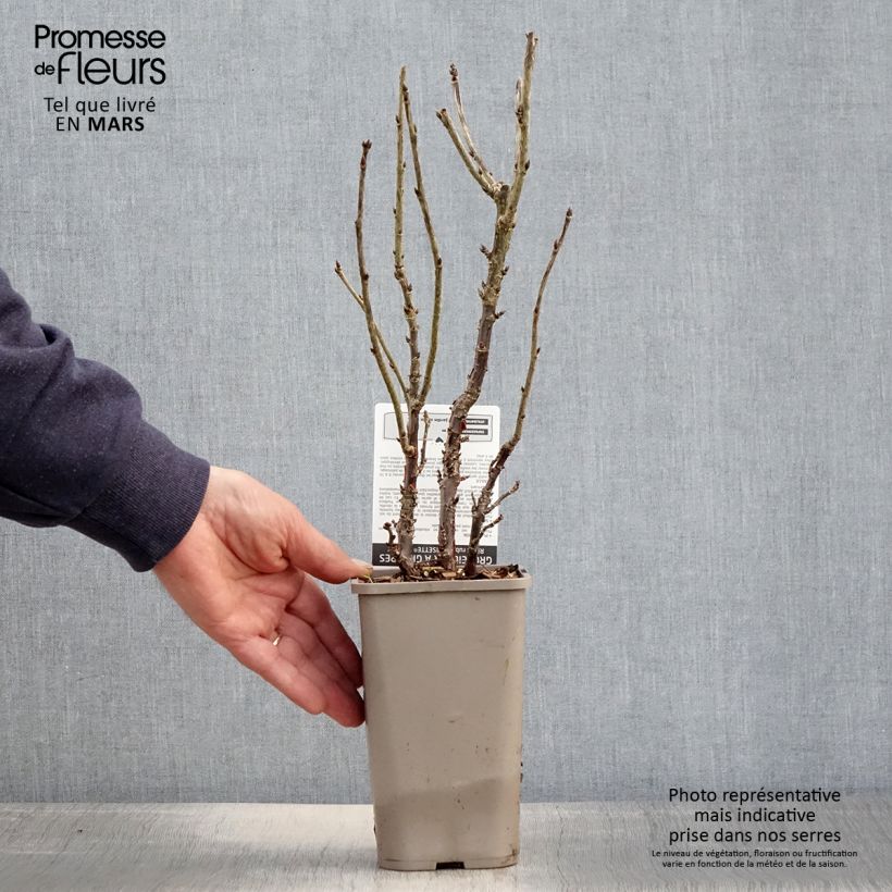 Amostra de Groselheira-vermelha Lisette - Ribes rubrum Vaso de 1,5 L/2 L tal como entregue na primavera