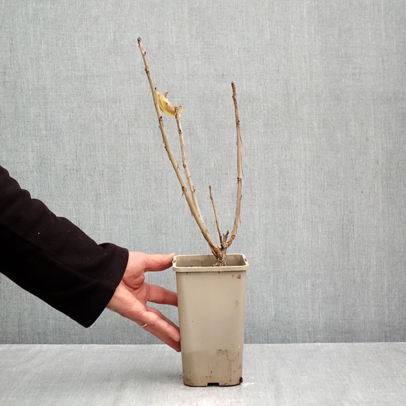 Amostra de Groseillier à grappes rouges Ribest Sonette Vaso de 1,5 L/2 L tal como entregue no outono