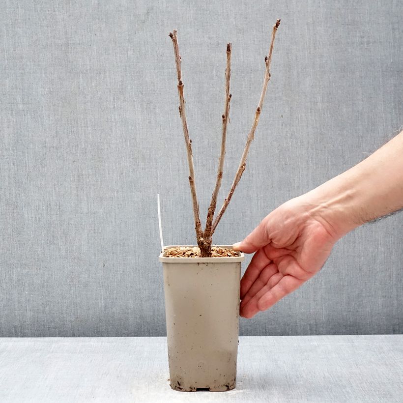 Amostra de Groselheira-vermelha Sonette - Ribes rubrum Vaso de 1,5 L/2 L tal como entregue no inverno