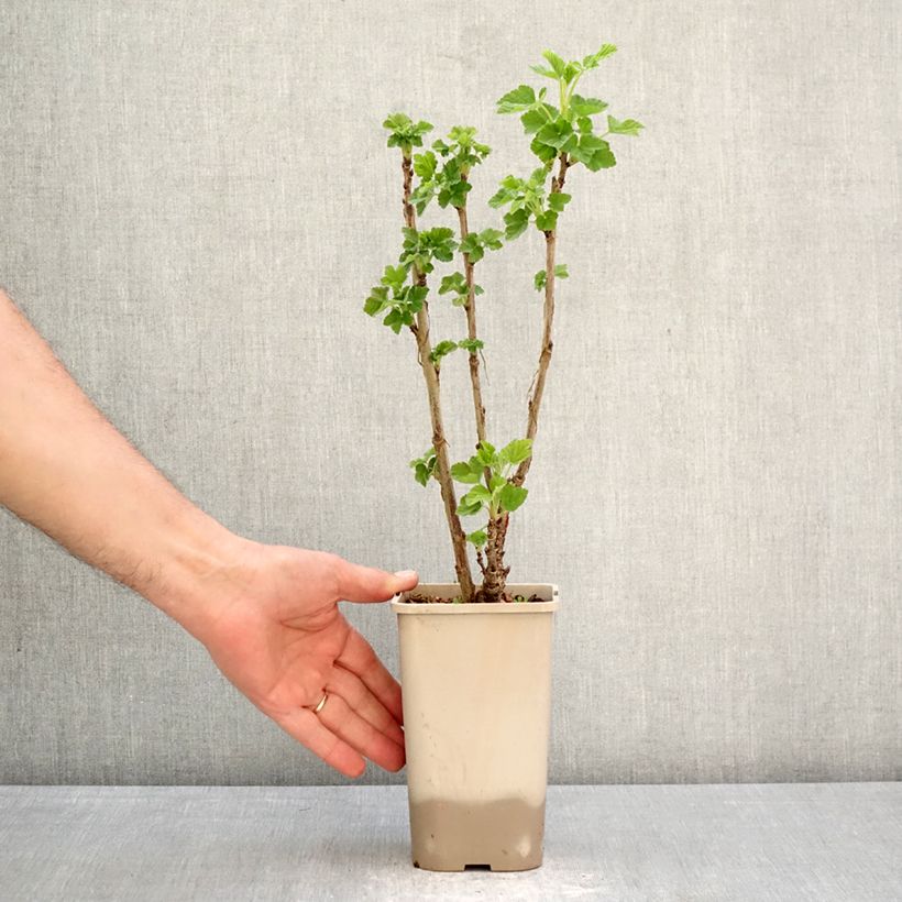 Amostra de Groselheira-vermelha Sonette - Ribes rubrum Vaso de 1,5 L/2 L tal como entregue na primavera
