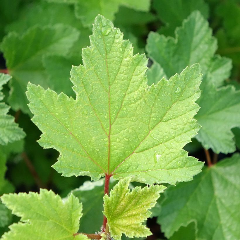 Groselheira-vermelha Rosetta - Ribes rubrum (Folhagem)