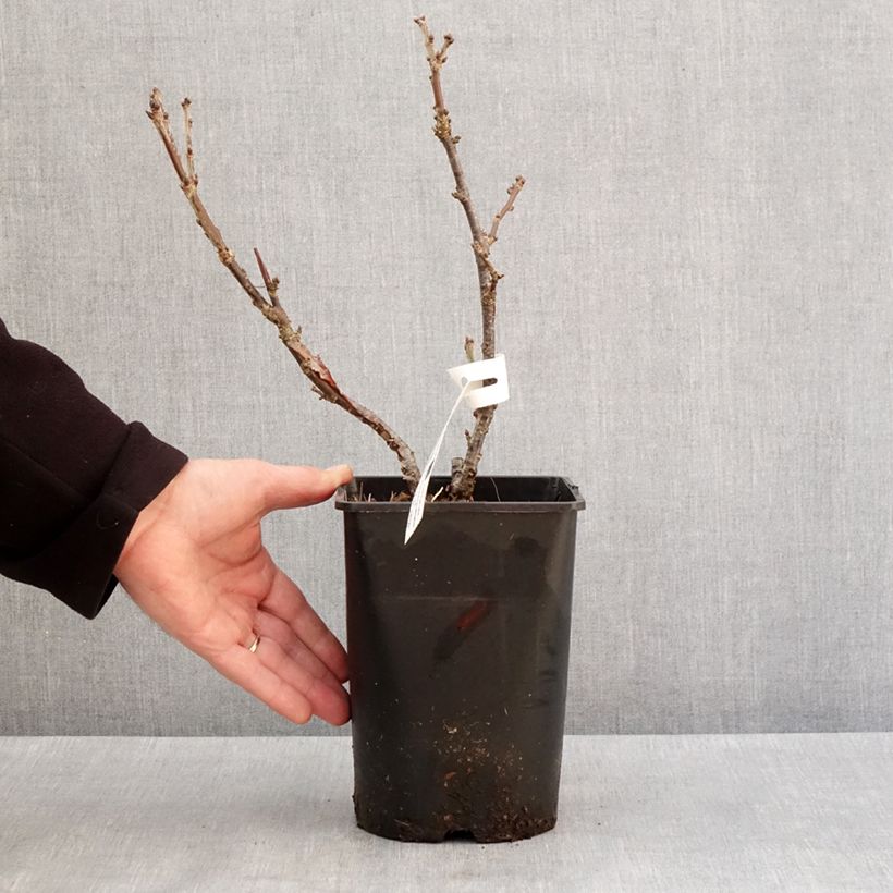 Amostra de Groseillier à grappes rouges Rosetta Vaso de 2 L/3 L, Tufo tal como entregue no inverno