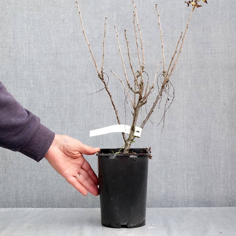 Amostra de Groselheira-vermelha Rosetta - Ribes rubrum Vaso de 2 L/3 L, Tufo tal como entregue no outono