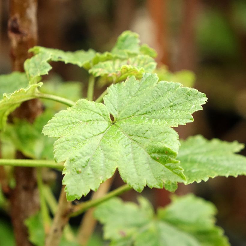 Groselheira-vermelha Versaillaise Rouge - Ribes rubrum (Folhagem)