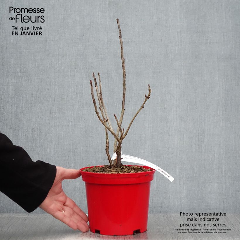 Amostra de Groseillier à grappes rouges Versaillaise - Ribes rubrum Vaso de 1,5 L/2 L tal como entregue no inverno