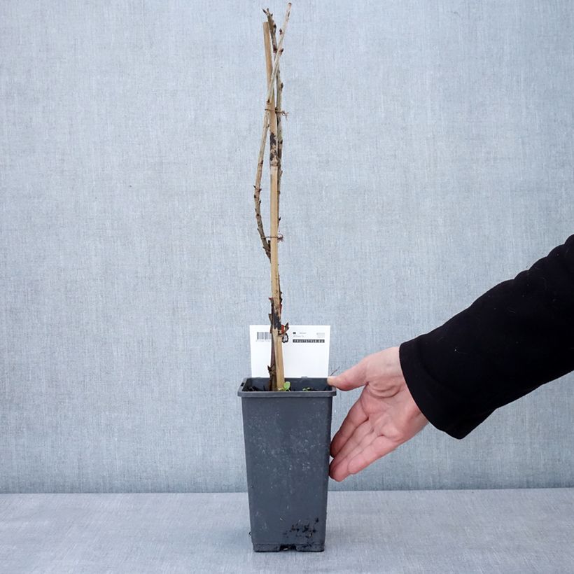 Amostra de Groseillier à grappes rouges Versaillaise - Ribes rubrum Vaso de 4 L/5 L tal como entregue no inverno