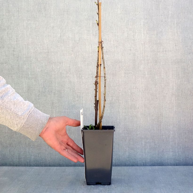 Amostra de Groselheira-vermelha Versaillaise Rouge - Ribes rubrum Vaso de 4 L/5 L tal como entregue na primavera