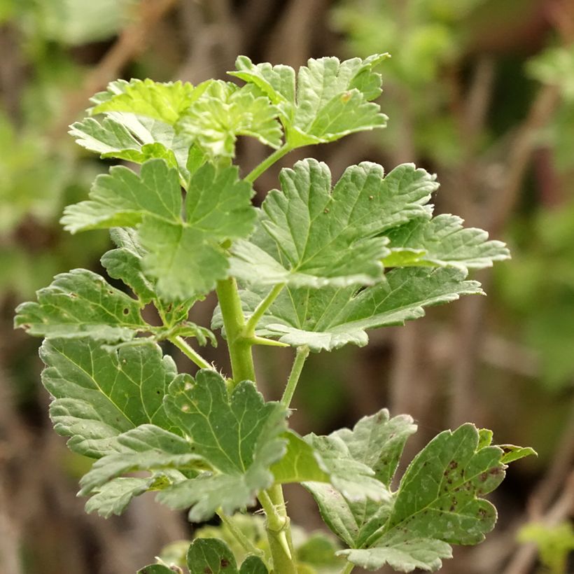 Groselheira-espinhosa Crispa Goldling - Ribes uva-crispa (Folhagem)