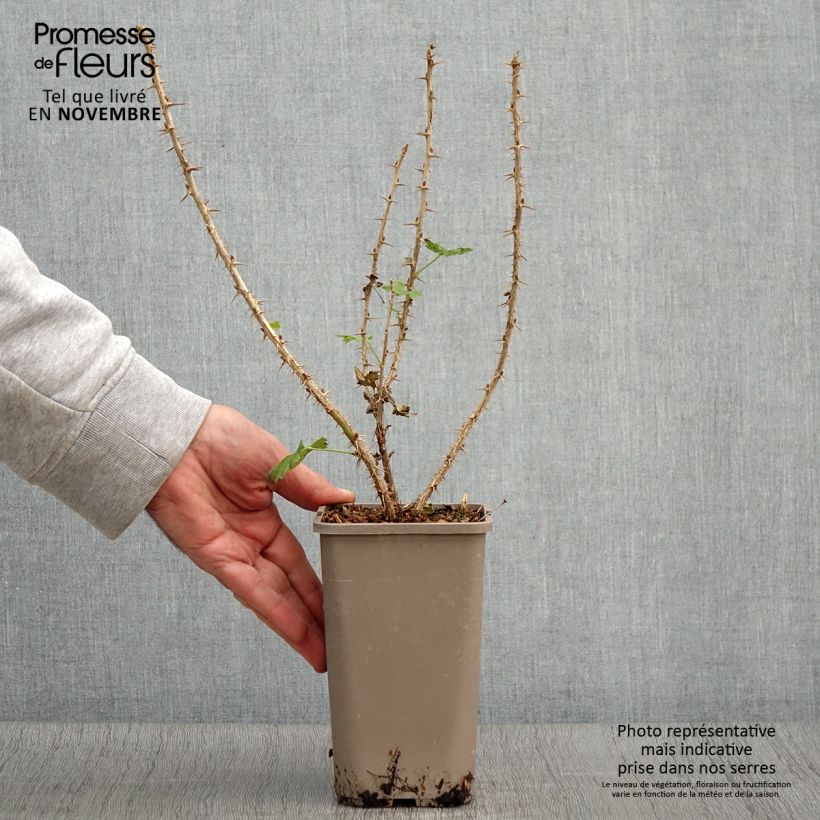 Amostra de Groselheira-espinhosa Crispa Goldling - Ribes uva-crispa Vaso de 1,5 L/2 L tal como entregue no outono