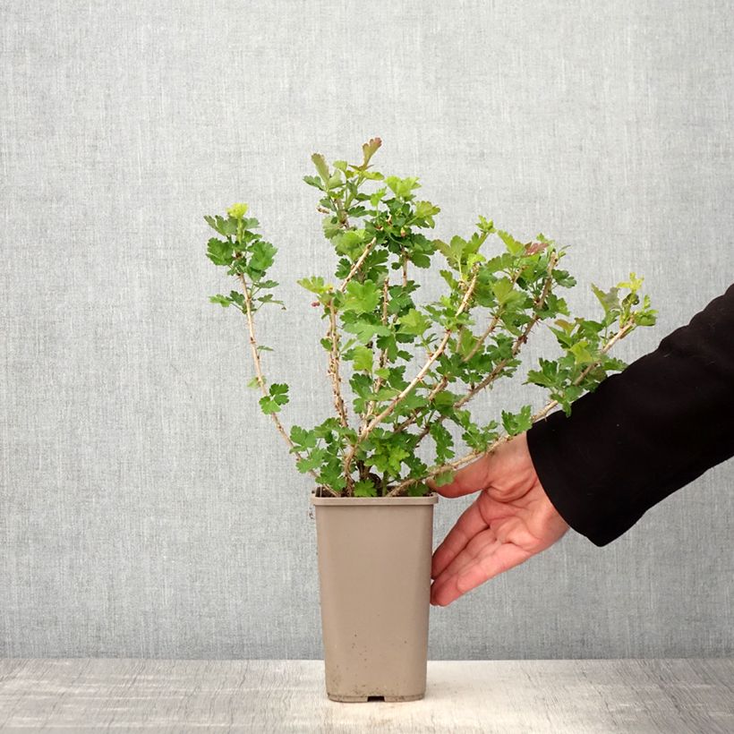 Amostra de Groselheira-espinhosa Crispa Goldling - Ribes uva-crispa Vaso de 1,5 L/2 L tal como entregue na primavera