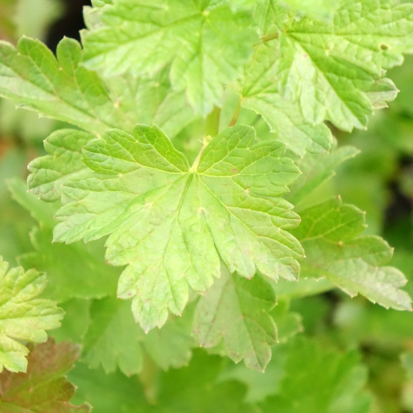 Groselheira espinhosa Easycrisp Mr Green - Ribes uva-crispa (Folhagem)
