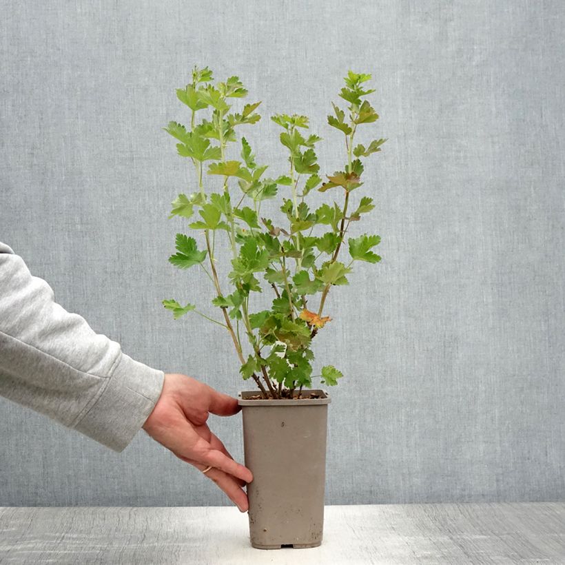Amostra de Groselheira espinhosa Easycrisp Mr Green - Ribes uva-crispa Vaso de 1,5 L/2 L tal como entregue no verão